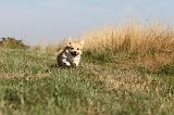 CORGI PEMBROKE 128